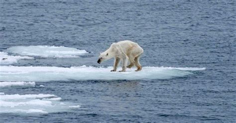 L'ours qui avait une épée: Ours Polaire Sur Une Plage Montage - Pewter