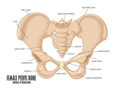 The thigh bone (femur) is the longest bone in the body. Premium Vector | Female pelvis bone anatomy