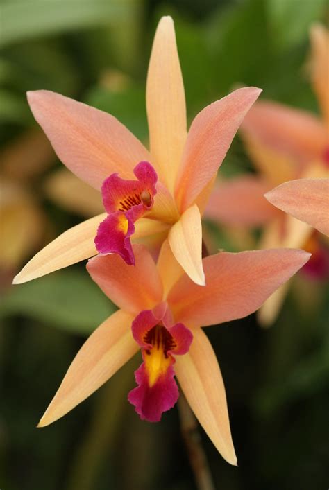 White house flowers santa barbara. Laelia Santa Barbara Sunset 'Showtime' HCC/AOS ...