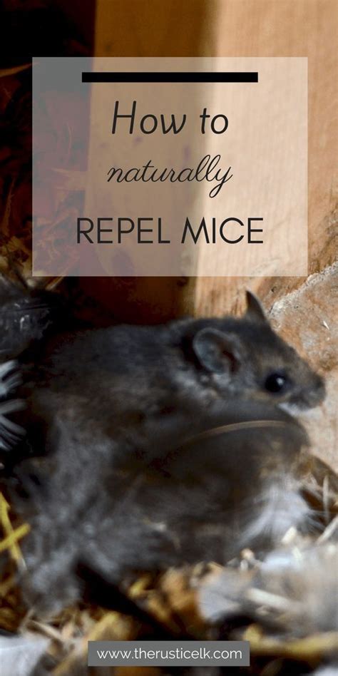 However, i've mentioned it due to how effective essential oils are at preventing pests. How to Naturally Repel Mice | Mice repellent, Pest control ...