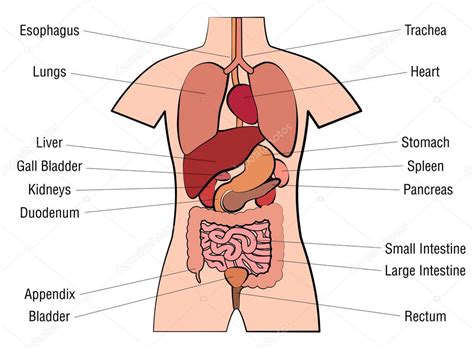 For instance, the proteins synthesized in the lungs are entirely different than the the oxygenated blood is then sent back to the heart to provide tissue with the necessary oxygen. Images: human organs labeled | Inner Organs Human Anatomy ...