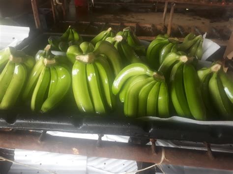 So add plenty of rich organic material to the soil when you are preparing. Urgent Request For Cavendish Banana In Large Quantities ...