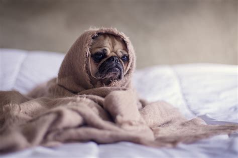 Blut im stuhl kann in unterschiedlichen erscheinungsformen auftreten und hinweise auf erkrankungen geben. Blut im Stuhl beim Hund » Tiere Online