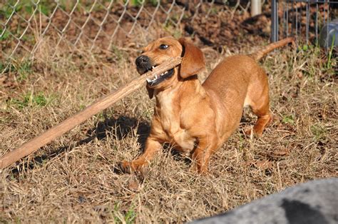 Below is a sample search of our dachshund breeders with puppies for sale. Dachshund Puppies For Sale | Athens, GA #259281 | Petzlover