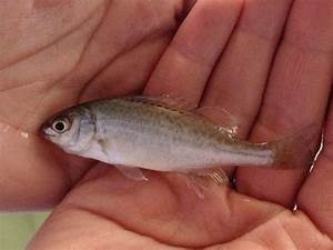 Using Silver Perch In Your Aquaponics System Howtoaquaponic