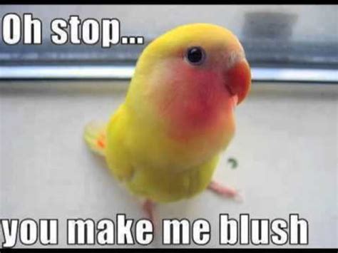 I hope you're having a good day, i can't stop thinking about you. Random Voicing: You're Making Me Blush - YouTube