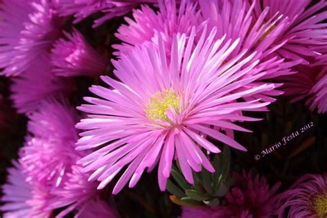 7 significato dei fiori fucsia nel linguaggio dei fiori. Fiore fucsia | JuzaPhoto