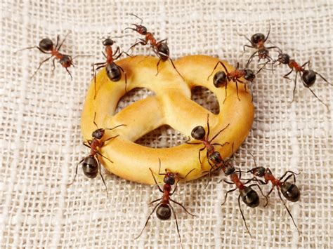 Fliegende ameisen im haus und in der wohnung fliegende ameisen werden oft als alaten bezeichnet. Ameisen im Haus - was tun, welche Hausmittel helfen, wie ...