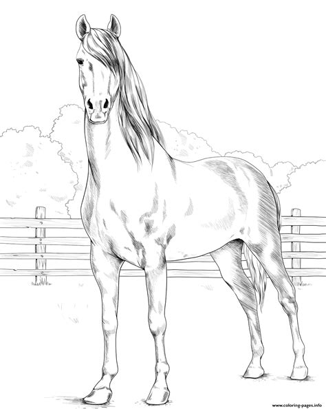Head lice (pediculus humanus capitis) are parasites that live in your hair and feed off the blood from your scalp. Horse Morgan Coloring Pages Printable