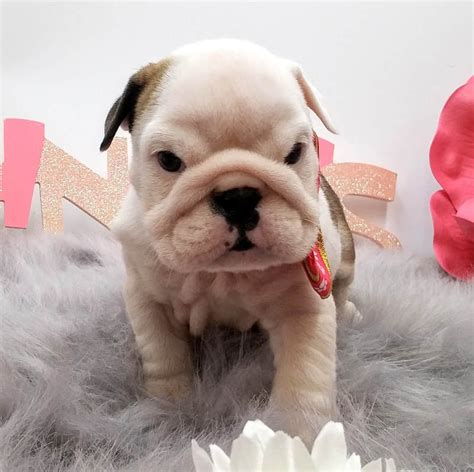 ENGLISH BULLDOG PUPPIES FOR SALE ADOPTION from 90007 Texas ...