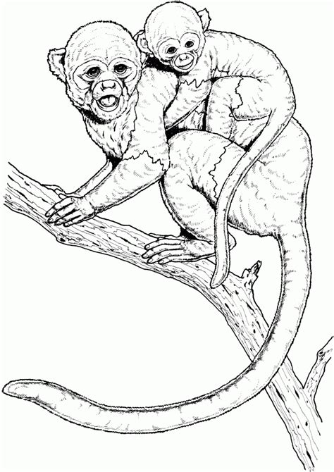 Monkey mom and baby coloring page for children, parents and kids in the animal world, outline vector illustration for design and creativity. Get This Monkey Coloring Pages Realistic 48226