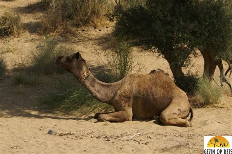 If that was real, it went toward the volcanic zone. Sleep less, dream more - Falling stars and farting camels ...