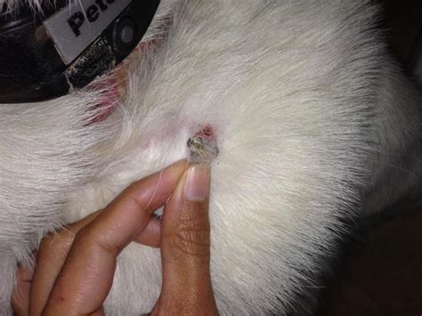 Cutaneous horn are a relatively common and innocuous skin disease in cats, and relatively simple to treat via surgical excision. Growth on side of neck. What is it? (pics) - German ...