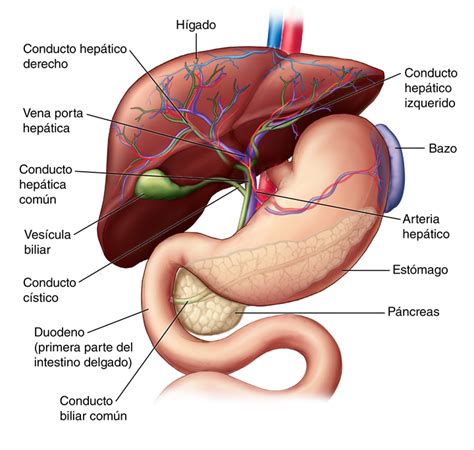 Aorta, the biggest artery of the body, carries the blood from the left ventricle upward. Liver: Anatomy and Functions