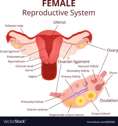 Learn about the female reproductive system's anatomy through diagrams and detailed facts. Female reproductive system Royalty Free Vector Image