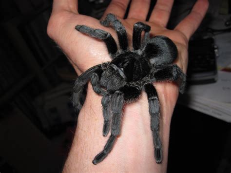 Vary from state to state as do requirements for some pets' care, so be sure to look into local regulations before bringing home a new furry or scaly friend. Grammostola pulchra tarantula after molt | Adult female ...