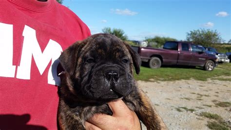 Anmenta prides itself on our beautiful brindles, winning best brindle at the 3rd and 4th bullmastiff national and 14 best brindle titles in 4 states over the years. Bullmastiff Puppies For Sale Mastiff Puppies For Sale