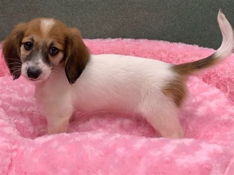 We offer the nicest akc miniature dachshund puppies for sale you will find anywhere. Dachshund-DOG-Female-Red Piebald-2702043-Petland San Antonio