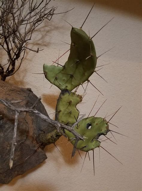 Remove the spines carefully using a peeler or a knife, make sure you wear hand. Artificial Prickly Pear Pads | Welcome to the Taxidermy ...