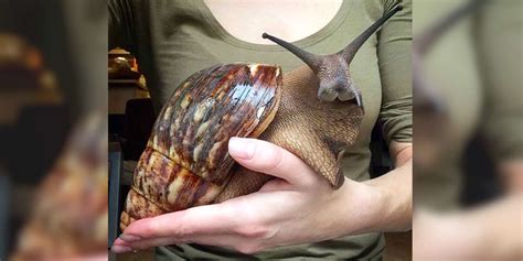 A snail creeps 6 ft up a wall during the daytime. These Giant Snails Are As Big As Your Face - The Dodo