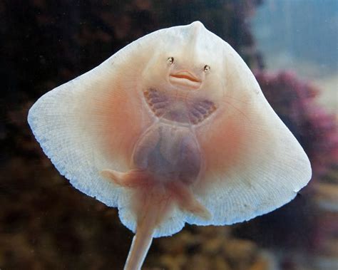 In seinem haus in bad nenndorf hat thorben hohmann ein 4.500 liter fassendes aquarium, in dem er süßwasserrochen aufzieht. Rochen | Rochen, Tiere, Tierbilder