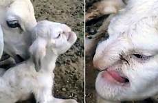 human lamb born features animals weird farm sheep dailymail look russia people head nose ewe has chernobyl bizarre