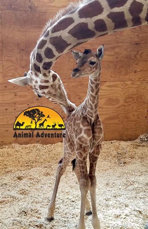 The animal adventure park is an interactive and educational park which provides animal encounters such as meeting up with a sloth and is also home to the famous april the giraffe and some of her offspring. Pin on April, Oliver, Tajiri, Azizi & Johari (Taj's mate ...