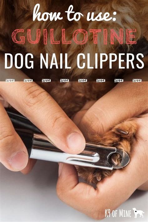 What is the best nail trimmer for dogs? How to Use Guillotine Dog Nail Clippers: A Trimming Guide ...