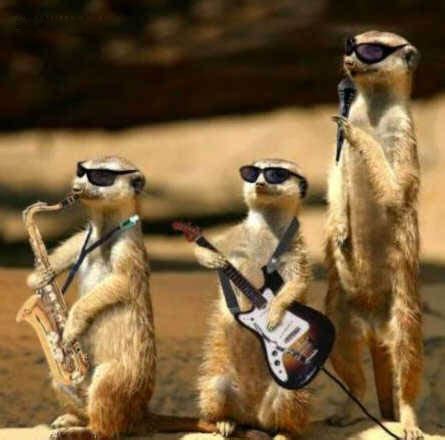 Find images of funny animals. Funny and Wild Animals : Funny Animals in The World