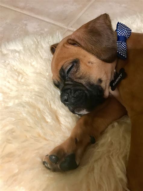 Find boxer puppies and breeders in your area and helpful boxer information. Free Boxer Puppies In Alabama