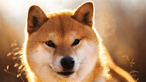 The shiba inu is a japanese breed of dog that was popularized as an online meme and represents dogecoin. Shıba INU coin nedir? SHIB Token açıklaması