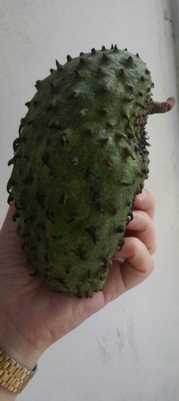 The malay name for the soursop is durian belanda, meaning dutch durian. Soursop fruit @ Durian Belanda | Soursop fruit, Durian, Fruit