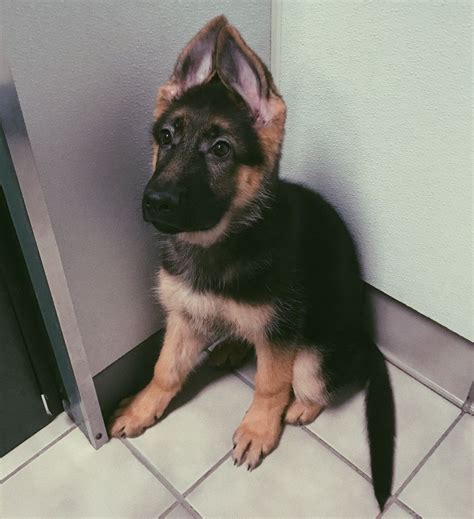 Everywhere united states ohio 10 north canton 9 akron 9 cleveland 7 springfield 6 cincinnati 6 columbus 5 lakewood 5 logan 5 newcomerstown 5 toledo 4 i am a very energetic and playful akc male german shepherd puppy! Rottweiler German Shepherd Mix Puppies For Sale In Ohio