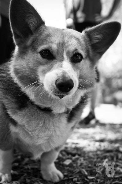 Get a boxer, husky, german shepherd, pug, and more on kijiji, canada's #1 local classifieds. San Diego, California, USA | Corgi dog, Corgi, Cute corgi
