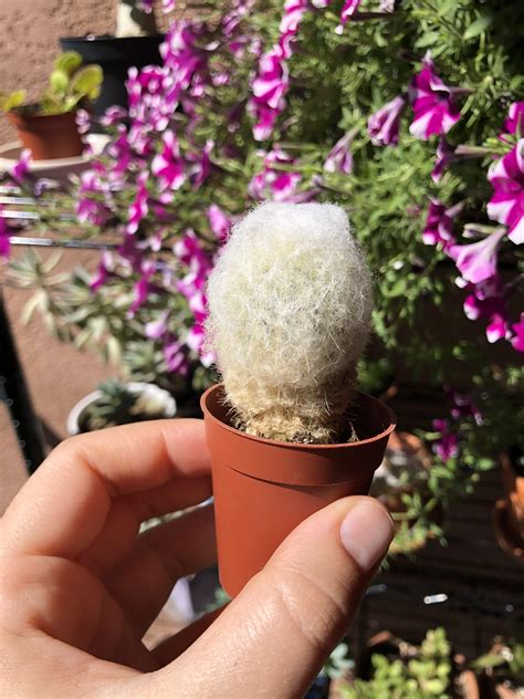 So you're considering growing your own cactus plants or succulents! How often should I water this little guy? And is that rot ...