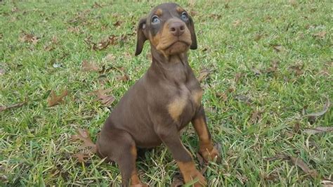 For all other dogs (big and small breeds) click on little paws in the navigation bar. Doberman Pinscher Puppies For Sale | San Antonio, TX #174778