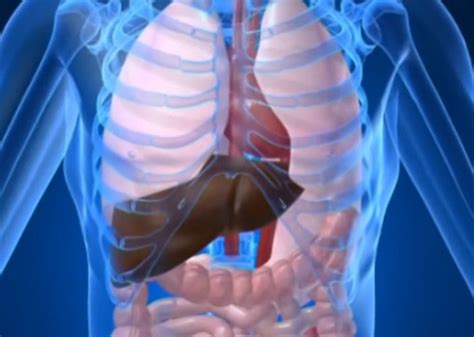 Measuring rib cage and abdominal movement is the most common technique for assessing respiratory effort in laboratory sleep studies. What side is your liver on?