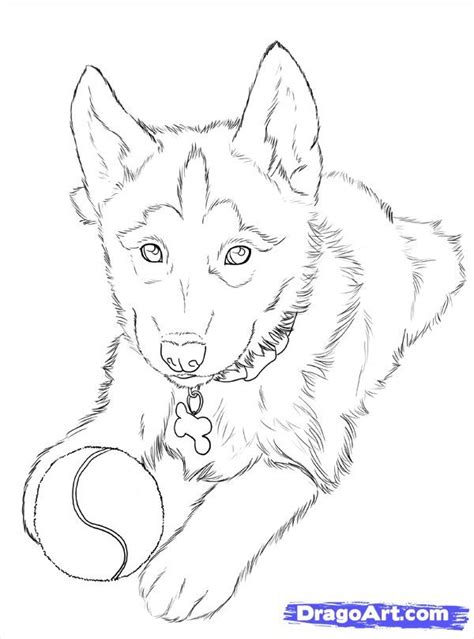 Coloring page for kids splendi husky coloring sheet. how to draw huskies, draw a husky step 24 #drawings #art ...