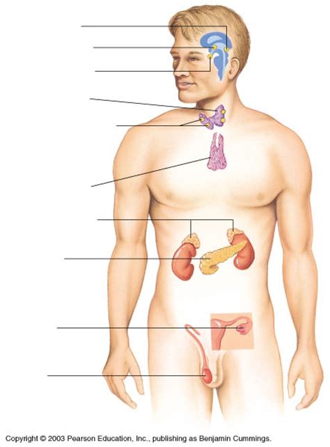 Female internal anatomy diagram male and female reproductive system organs. Endocrine System Diagram Unlabeled | Endocrine system ...