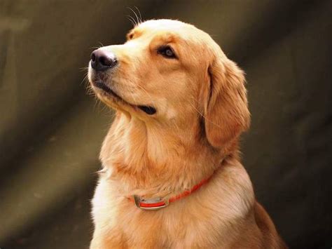 Golden retrievers are an intelligent breed with a good work ethic and generally good temperaments. Ruffwater Golden Retrievers, Golden Retrievers, Pittsburgh, pa