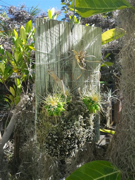 Day blooming orchid cacti are hybrids of epiphyllum ackermannii (disocactus ackermannii). Epiphytes and Economics: Growing Succulents Epiphytically