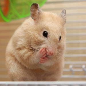 Camels do not store water in their humps like most of us have heard about at some point. How Many Toes Does A Hamster Have? - Hamsters 101