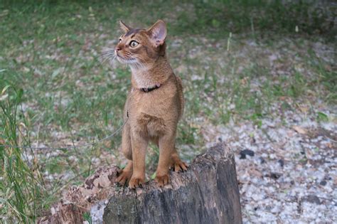 The boy is accustomed to hygienic procedures, and is also well acquainted with the scraper. Abyssinian - Pets4Sale