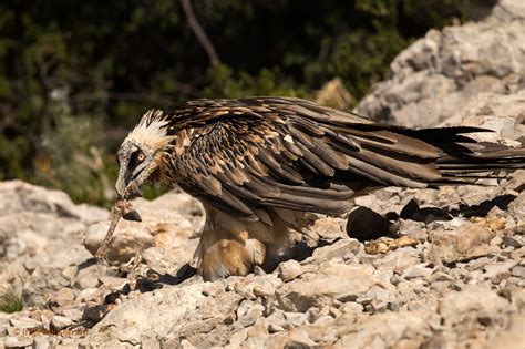 De wetenschappelijke naam van de soort werd als vultur barbatus in 1758 gepubliceerd door carl linnaeus. Vroege vogels Foto - Vogels - Lammergier met schapenpoot