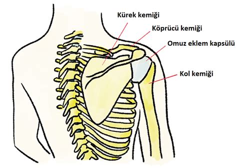 Yetişkin bireylerde kaval kemiği yapısı üç köşeli, üç yüzlü ve üç kena Kürek Kemiği Nerededir? Fonksiyon ve Hastalıkları ...