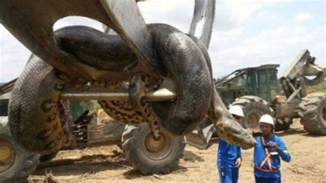 Voici les 10 plus beaux serpents du monde. Plus de 10m de long, 1m de diamètre et 400 kilos, ils ...