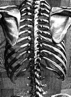 This article will look at the osteology of the thoracic vertebrae, examining their characteristic features, joints and clinical correlations. Image result for posterior thorax (With images) | Skeleton ...