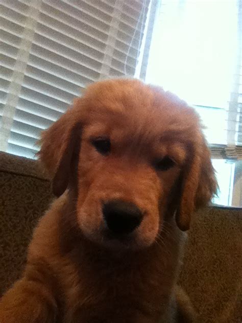 GOLDEN-B-BEAR Kennels, Golden Retrievers - Plymouth, New ...