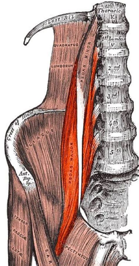 Discomfort from tight hips will usually be felt in the upper groin area where your abdomen meets your thighs. Learn the importance of the iliopsoas muscle group how to strengthen it and how to lengthen it ...