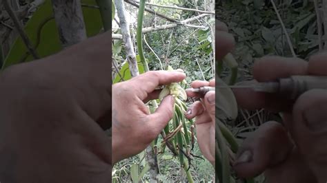 Varietas sunflower 'vanilla ice' adalah pilihan yang sempurna untuk bunga potong dan sering dibudidayakan di pekebun dan hamparan bunga. Gambar Bunga Vanilla | Pickini